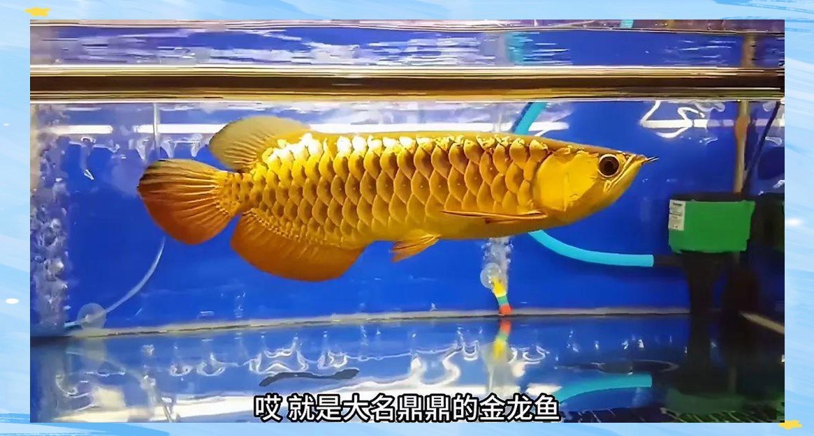 金龍魚巨骨舌魚