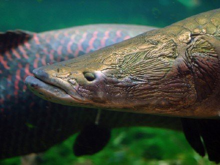 金龍魚巨骨舌魚