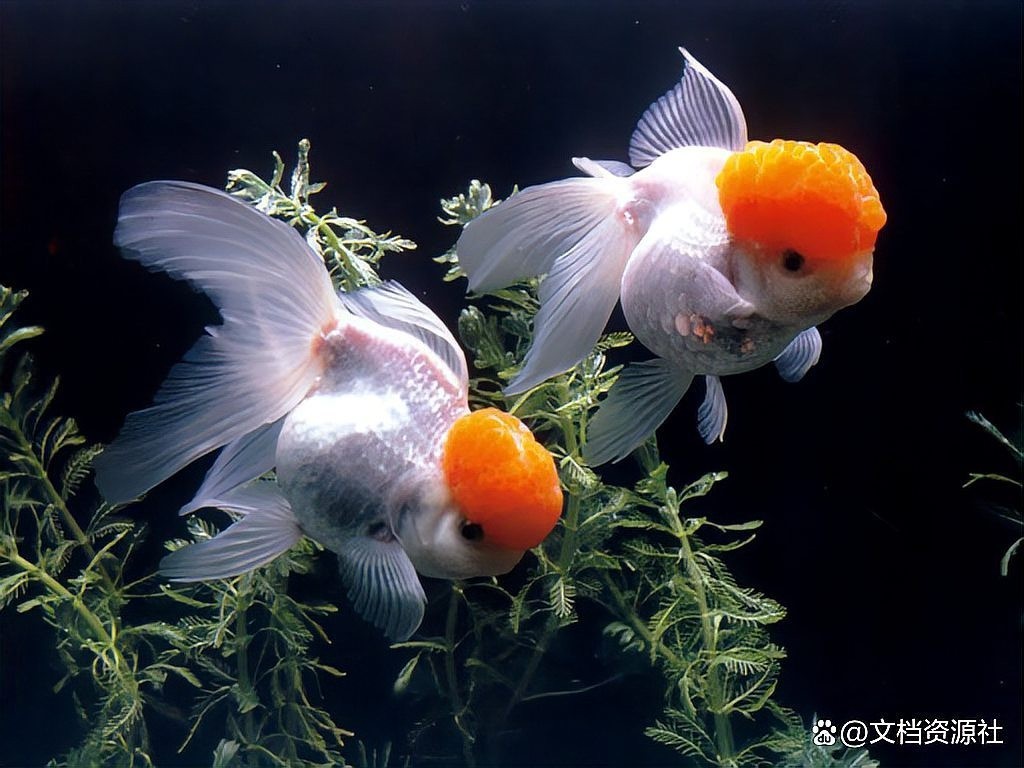 龍魚充血期間可以用藥嗎？