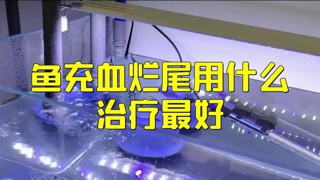 龍魚充血期間可以用藥嗎？