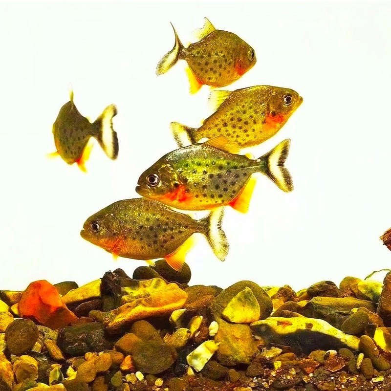蝦米對龍魚的好處，米對龍魚的好處主要體現在以下幾個方面：蝦米對龍魚的好處