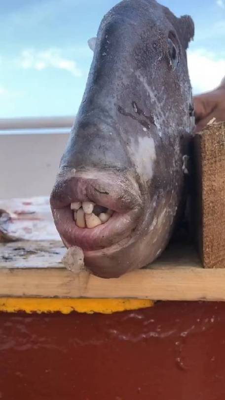 大嘴魚的真實照片 大嘴魚的真實照片 龍魚論壇 第4張