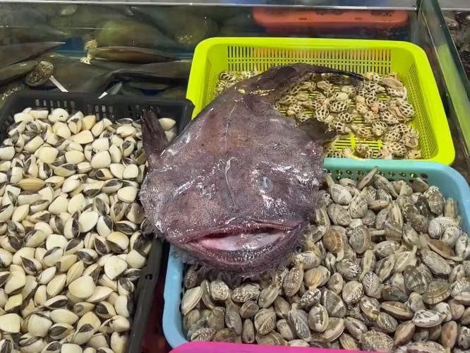 大嘴魚的真實照片 大嘴魚的真實照片 龍魚論壇 第11張