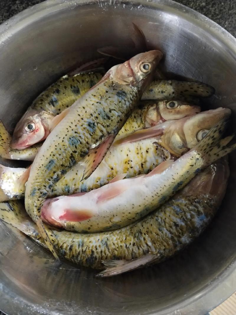 大嘴魚的真實照片 大嘴魚的真實照片 龍魚論壇 第8張