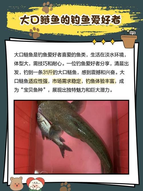 大嘴魚的真實照片 大嘴魚的真實照片 龍魚論壇 第16張