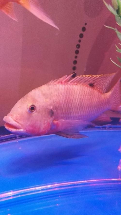 大嘴魚的真實照片 大嘴魚的真實照片 龍魚論壇 第12張