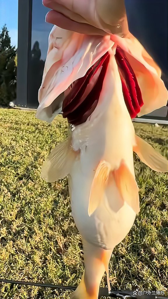 大嘴魚的真實照片 大嘴魚的真實照片 龍魚論壇 第26張