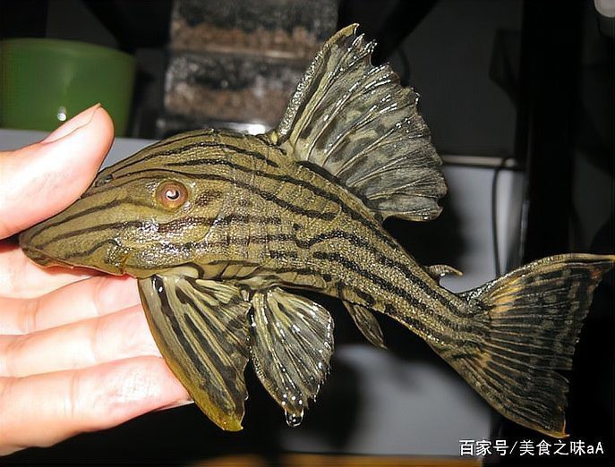 大嘴魚的真實照片 大嘴魚的真實照片 龍魚論壇 第28張
