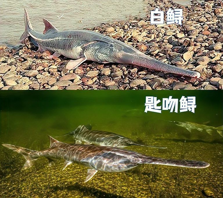 大嘴魚的真實照片 大嘴魚的真實照片 龍魚論壇 第29張