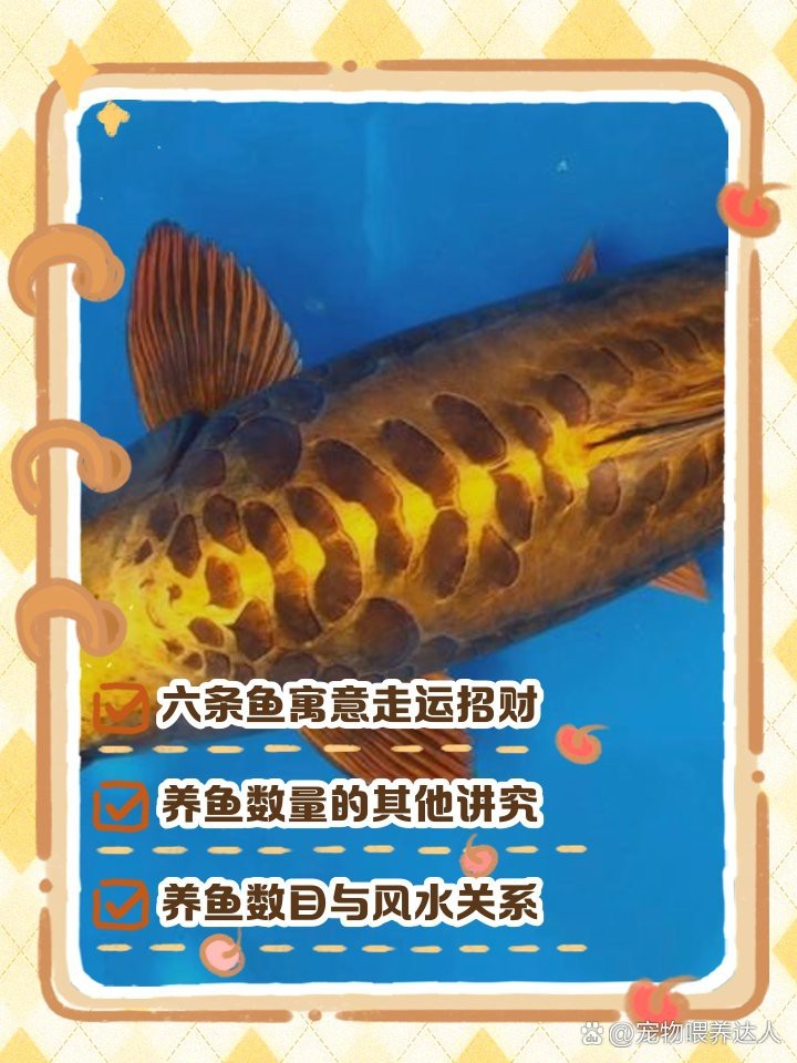 發財龍魚一般養幾條