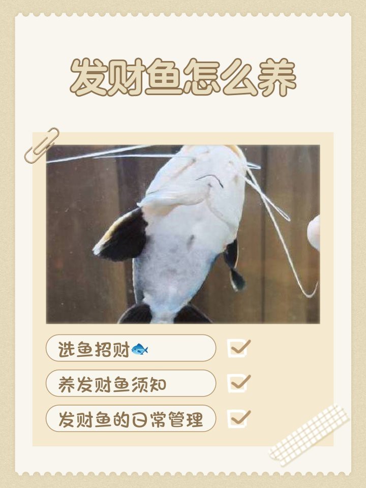 發財龍魚一般養幾條