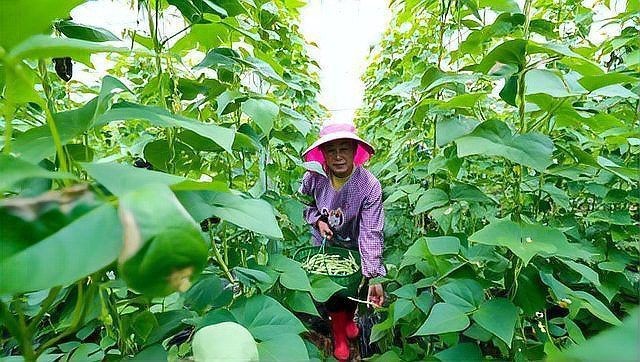 高效氯氰菊酯多久失效 高效氯氰菊酯多久失效 龍魚論壇 第3張