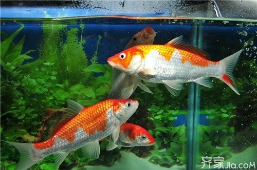 魚幾條最吉利