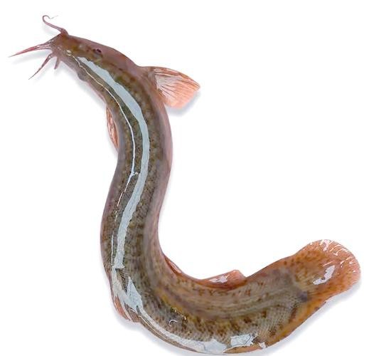 十二種泥鰍圖片 龍魚論壇 第2張 十二種泥鰍圖片 十二種泥鰍圖片 龍魚論壇 第2張