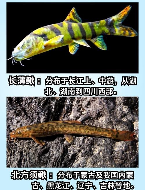 十二種泥鰍圖片 龍魚論壇 第1張 十二種泥鰍圖片 十二種泥鰍圖片 龍魚論壇 第1張