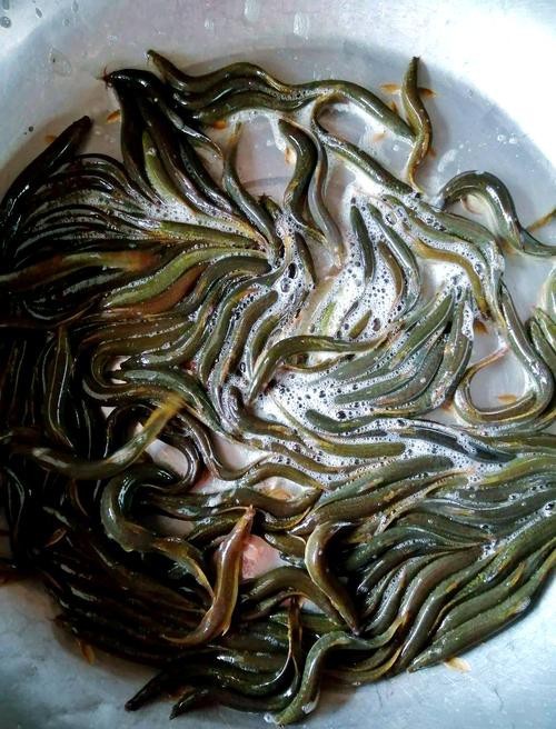 十二種泥鰍圖片 龍魚論壇 第3張 十二種泥鰍圖片 十二種泥鰍圖片 龍魚論壇 第3張