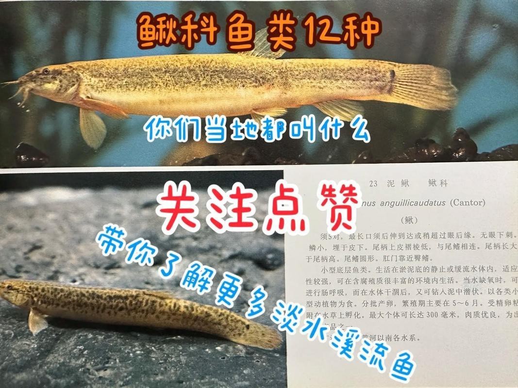 十二種泥鰍圖片 龍魚論壇 第5張 十二種泥鰍圖片 十二種泥鰍圖片 龍魚論壇 第5張