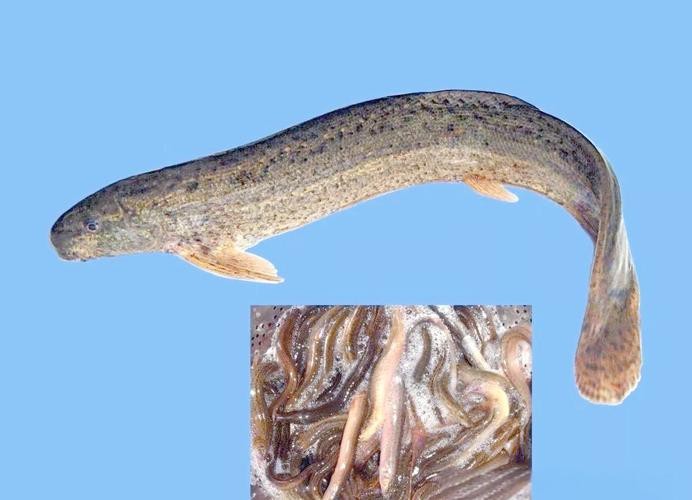 十二種泥鰍圖片 龍魚論壇 第7張 十二種泥鰍圖片 十二種泥鰍圖片 龍魚論壇 第7張
