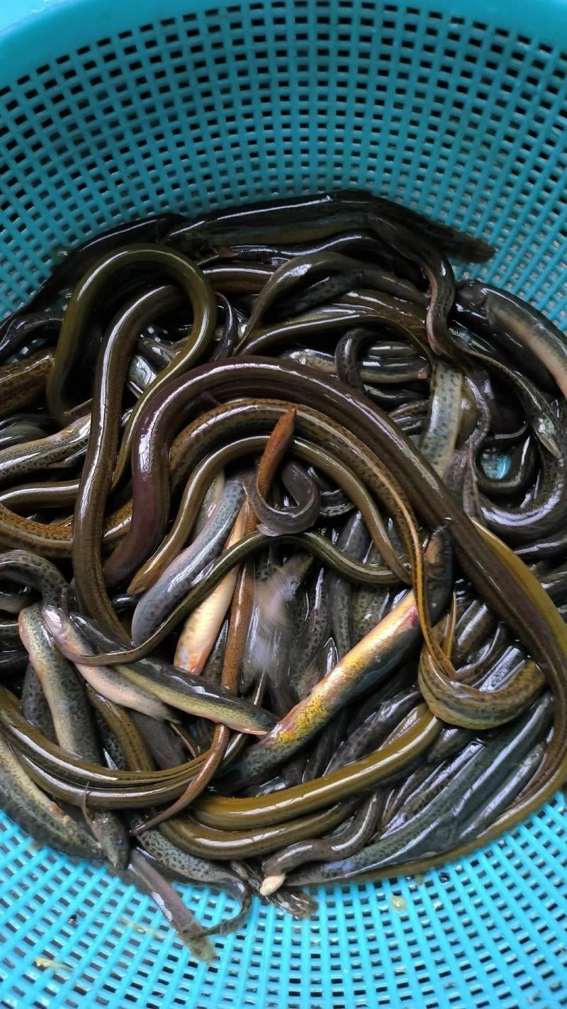 十二種泥鰍圖片 龍魚論壇 第6張 十二種泥鰍圖片 十二種泥鰍圖片 龍魚論壇 第6張