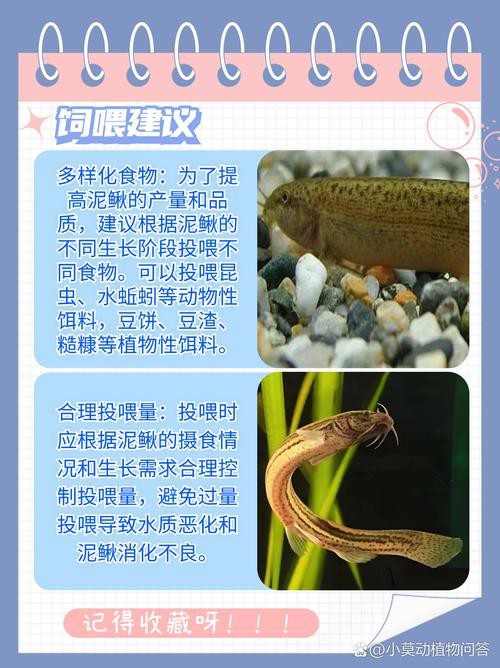 十二種泥鰍圖片 龍魚論壇 第8張 十二種泥鰍圖片 十二種泥鰍圖片 龍魚論壇 第8張