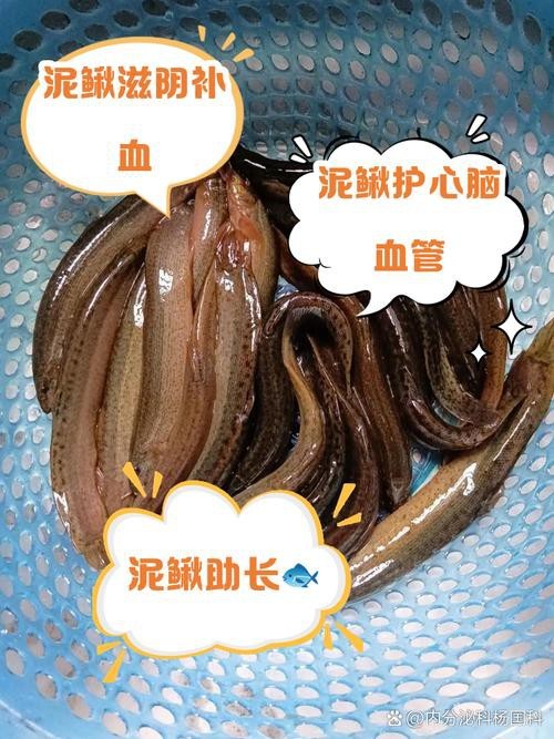 十二種泥鰍圖片 龍魚論壇 第10張 十二種泥鰍圖片 十二種泥鰍圖片 龍魚論壇 第10張