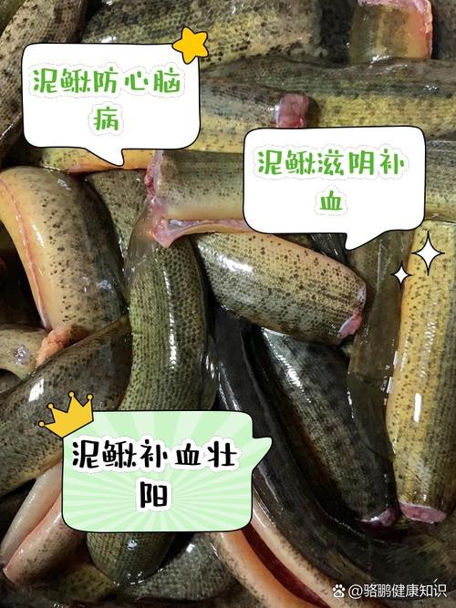 十二種泥鰍圖片 龍魚論壇 第9張 十二種泥鰍圖片 十二種泥鰍圖片 龍魚論壇 第9張