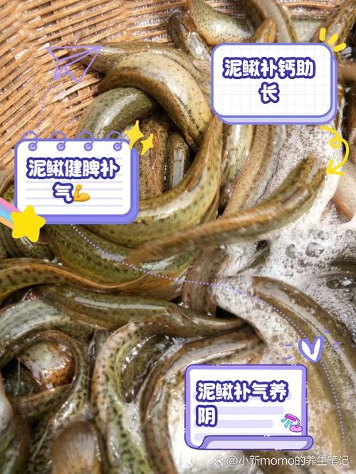 十二種泥鰍圖片 龍魚論壇 第12張 十二種泥鰍圖片 十二種泥鰍圖片 龍魚論壇 第12張