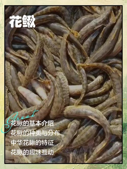 十二種泥鰍圖片 龍魚論壇 第15張 十二種泥鰍圖片 十二種泥鰍圖片 龍魚論壇 第15張