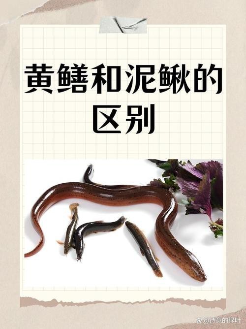 十二種泥鰍圖片 龍魚論壇 第13張 十二種泥鰍圖片 十二種泥鰍圖片 龍魚論壇 第13張