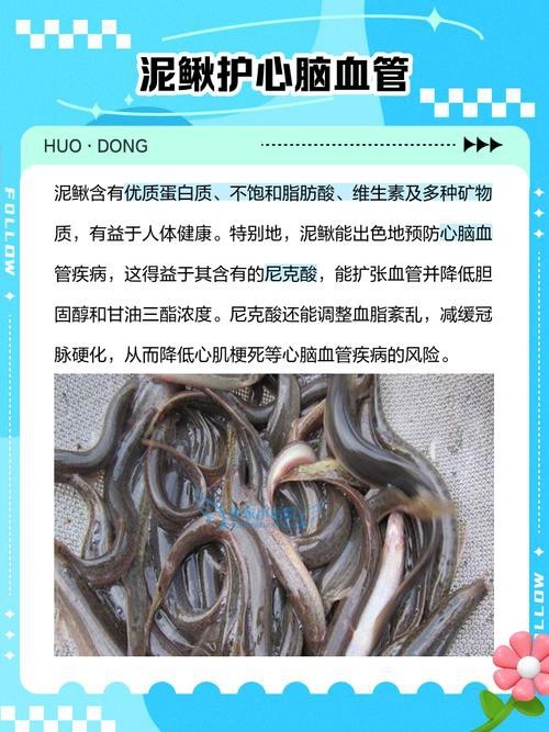 十二種泥鰍圖片 龍魚論壇 第17張 十二種泥鰍圖片 十二種泥鰍圖片 龍魚論壇 第17張