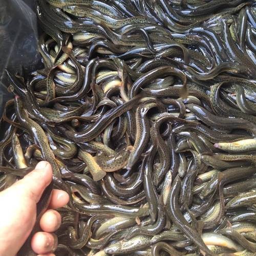 十二種泥鰍圖片 龍魚論壇 第16張 十二種泥鰍圖片 十二種泥鰍圖片 龍魚論壇 第16張