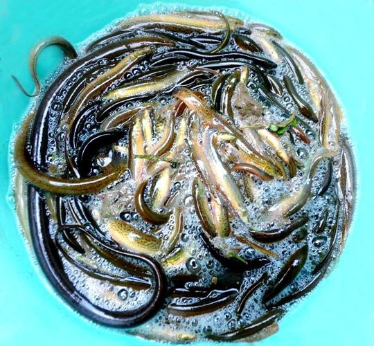 十二種泥鰍圖片 龍魚論壇 第21張 十二種泥鰍圖片 十二種泥鰍圖片 龍魚論壇 第21張