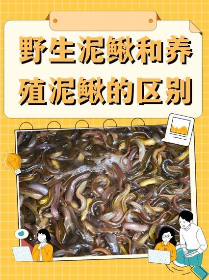 十二種泥鰍圖片 龍魚論壇 第20張 十二種泥鰍圖片 十二種泥鰍圖片 龍魚論壇 第20張
