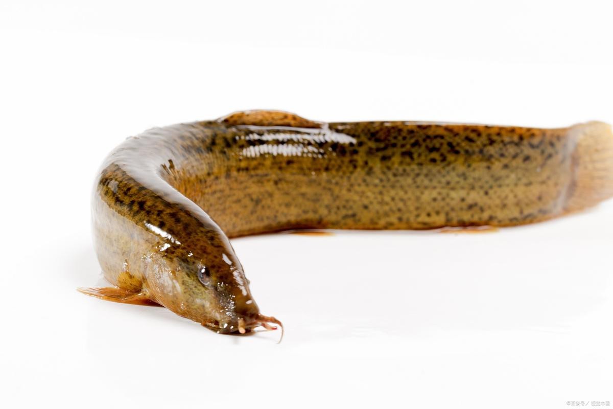 十二種泥鰍圖片 龍魚論壇 第24張 十二種泥鰍圖片 十二種泥鰍圖片 龍魚論壇 第24張