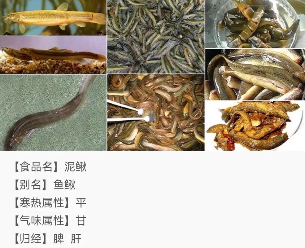 十二種泥鰍圖片 龍魚論壇 第23張 十二種泥鰍圖片 十二種泥鰍圖片 龍魚論壇 第23張