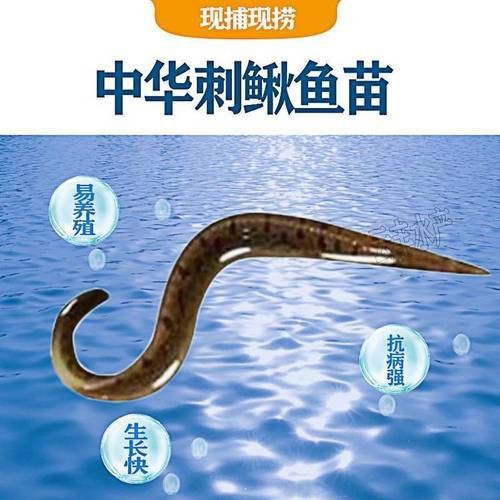 十二種泥鰍圖片 龍魚論壇 第19張 十二種泥鰍圖片 十二種泥鰍圖片 龍魚論壇 第19張