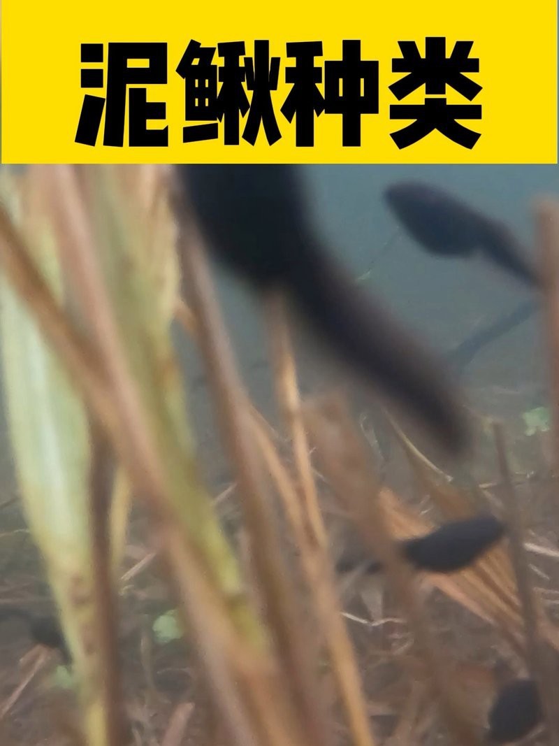 十二種泥鰍圖片 龍魚論壇 第30張 十二種泥鰍圖片 十二種泥鰍圖片 龍魚論壇 第30張