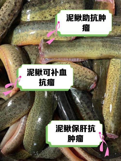 十二種泥鰍圖片 龍魚論壇 第25張 十二種泥鰍圖片 十二種泥鰍圖片 龍魚論壇 第25張