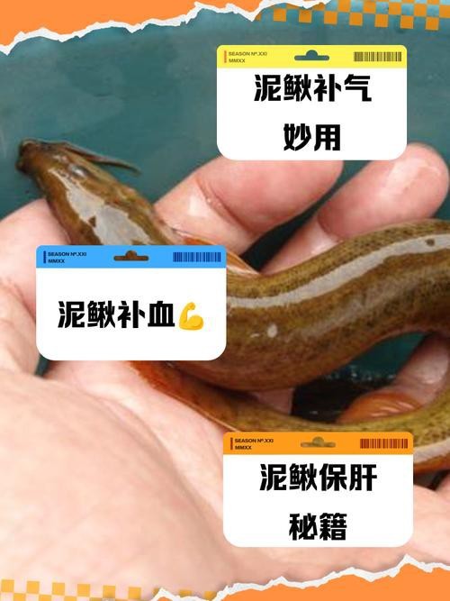 十二種泥鰍圖片 十二種泥鰍圖片 龍魚論壇 第26張