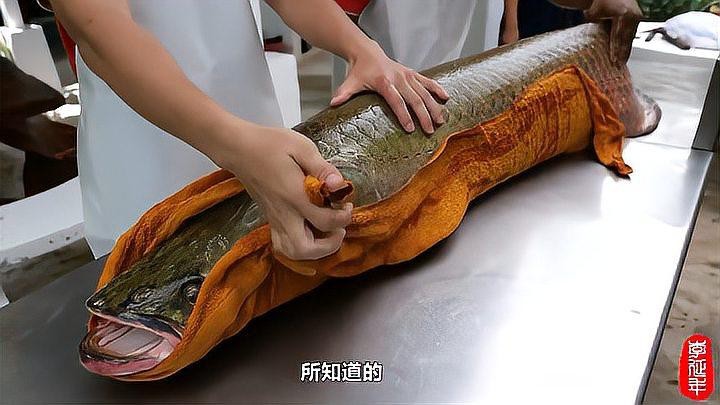 巨骨舌魚就是金龍魚嗎