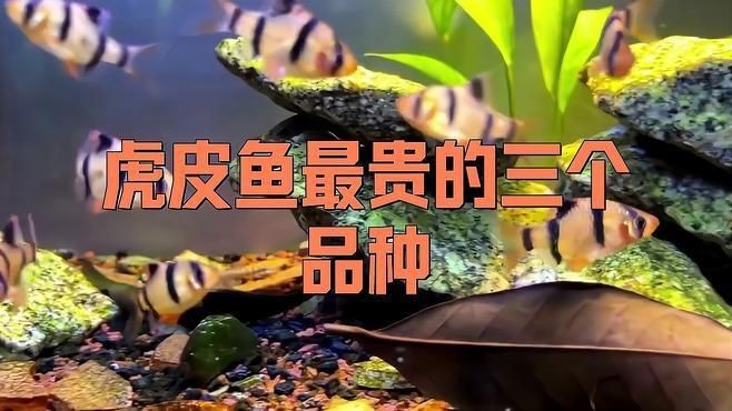 虎魚最貴的三個(gè)品種