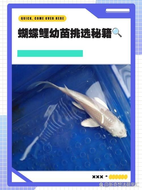 蝴蝶鯉成長過程圖