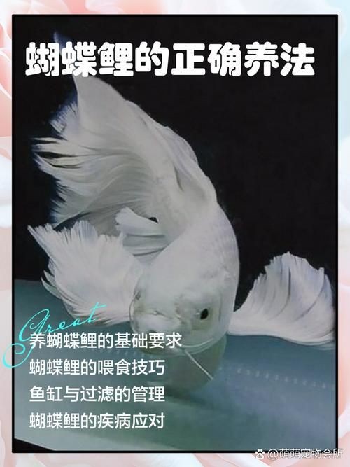 蝴蝶鯉成長過程圖