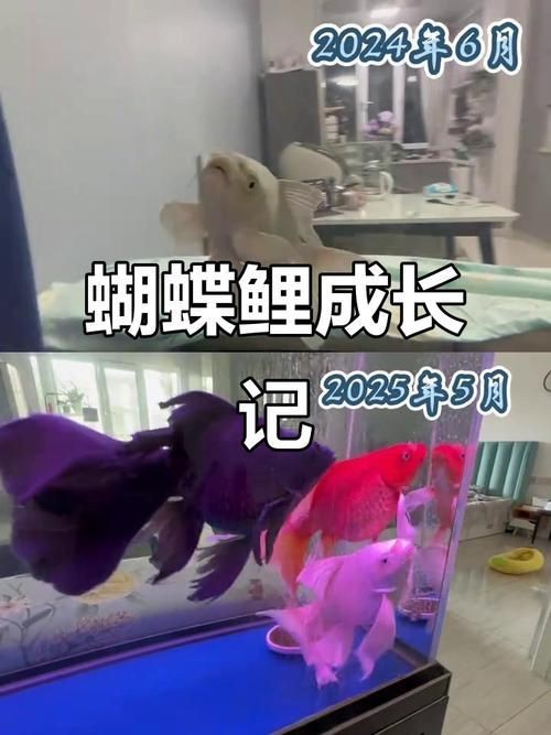 蝴蝶鯉成長過程圖
