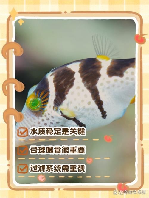 蝴蝶鯉成長過程圖
