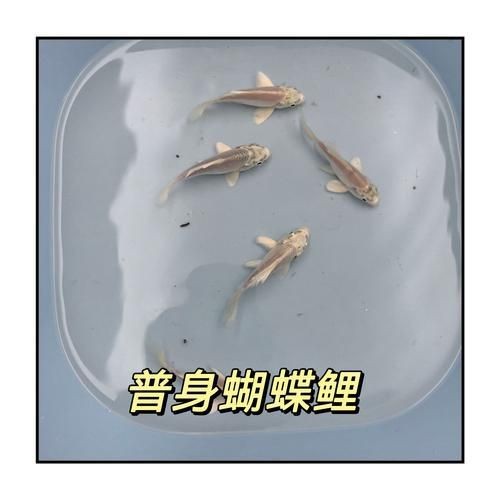 蝴蝶鯉成長過程圖