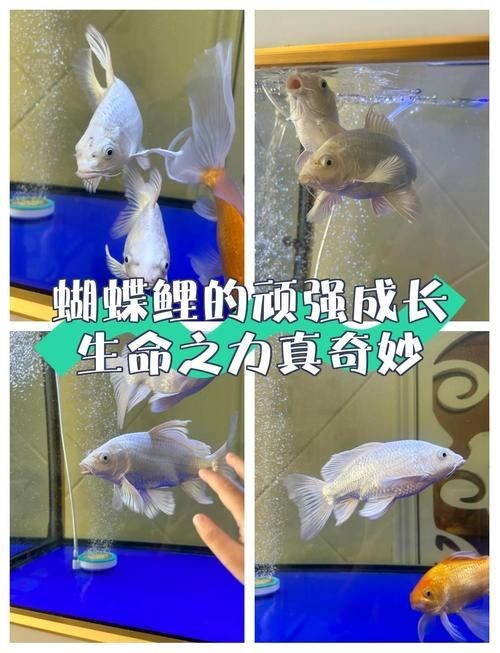 徐州龍魚批發中的黃帝與炎帝部落的首領是什么關系，關于炎帝部落的一些問題