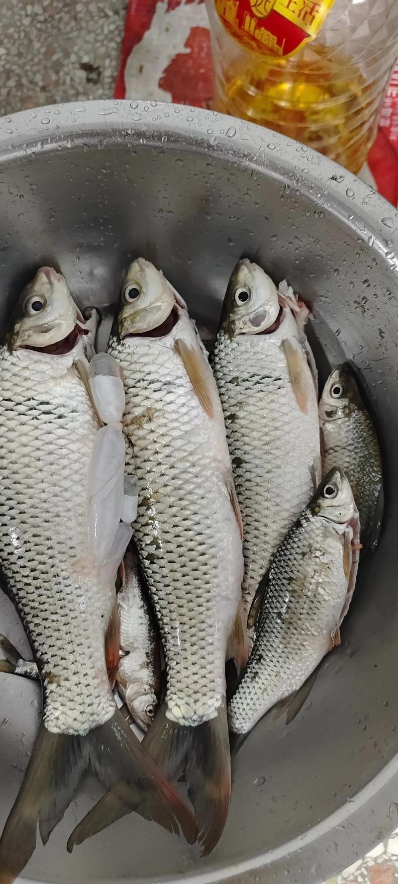 魚圖片大全大圖真實