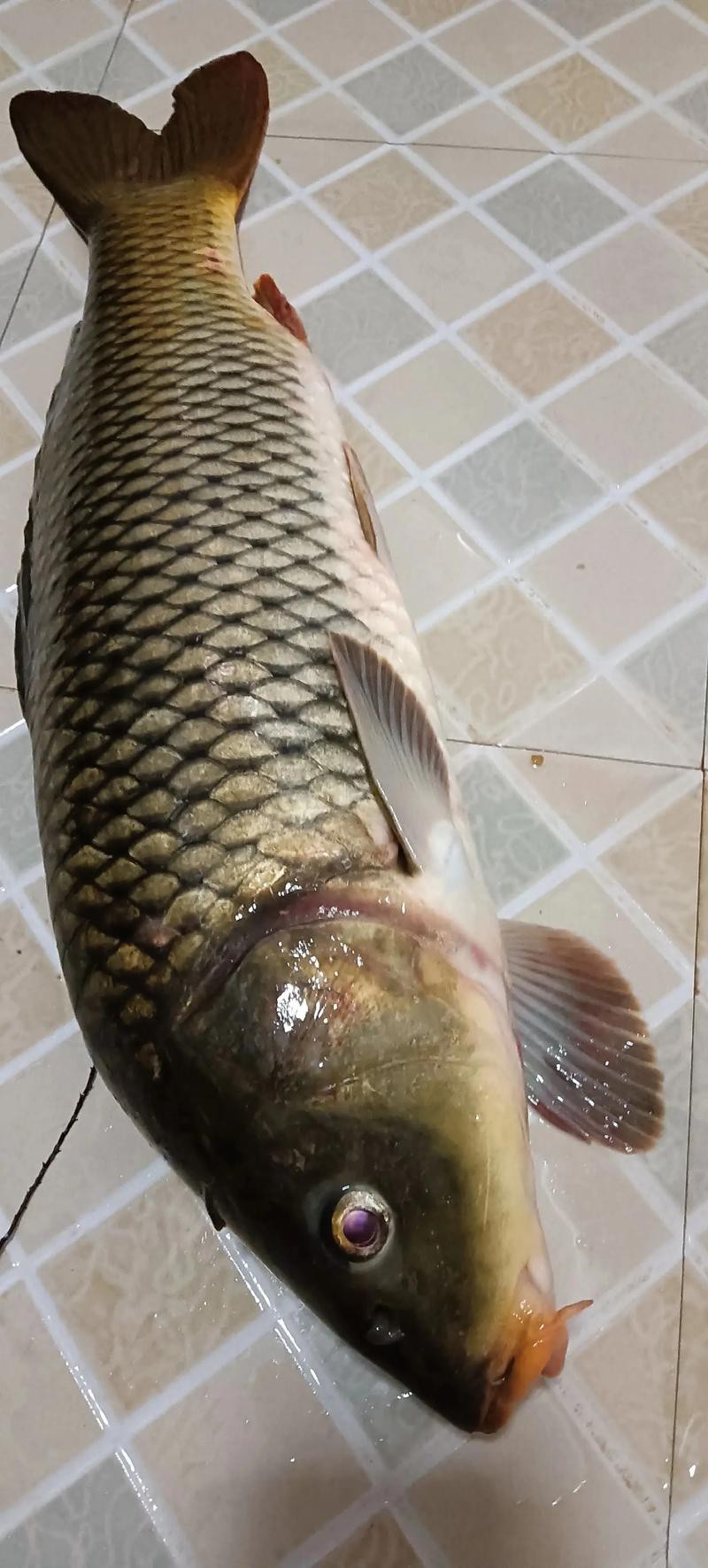 魚圖片大全大圖真實