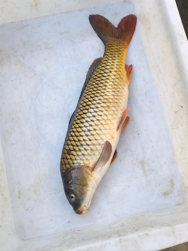 魚圖片大全大圖真實